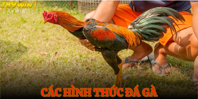 Hình thức đá gà kịch tính và phổ biến nhất