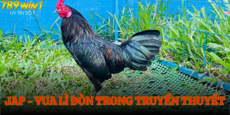 Vua lì đòn Jap nằm trong danh sách top 5 gà đá tốt nhất