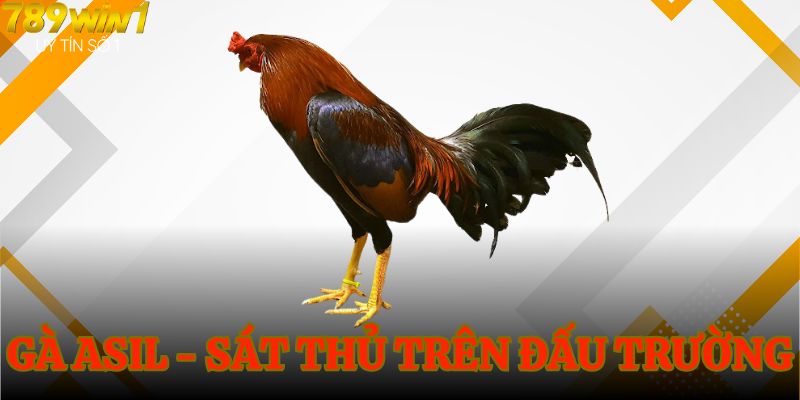 Top 5 gà đá tốt nhất là gà Asil - Sát thủ trên chiến trường